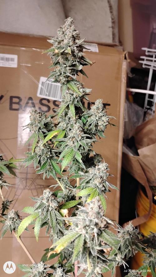 Legit SuperBoof Strain of The Year. Week 13