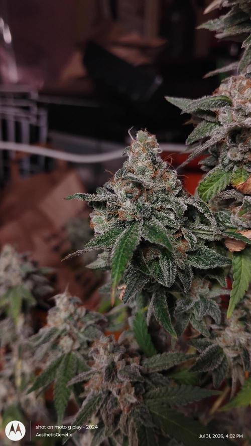 Legit SuperBoof Strain of The Year. Week 13