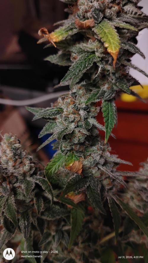 Legit SuperBoof Strain of The Year. Week 13