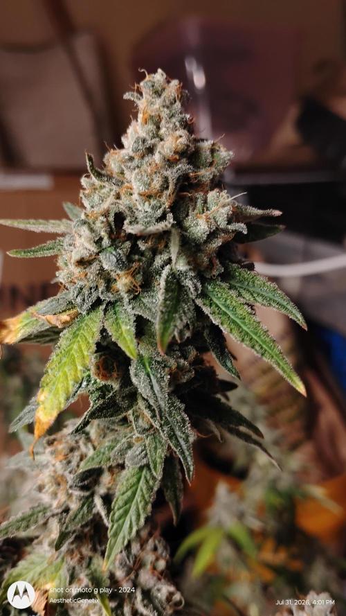 Legit SuperBoof Strain of The Year. Week 13