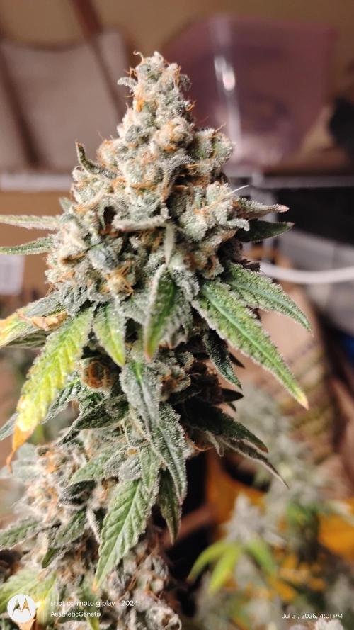 Legit SuperBoof Strain of The Year. Week 13