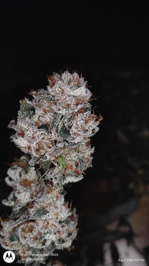 Jokerz Candy. Week 12
