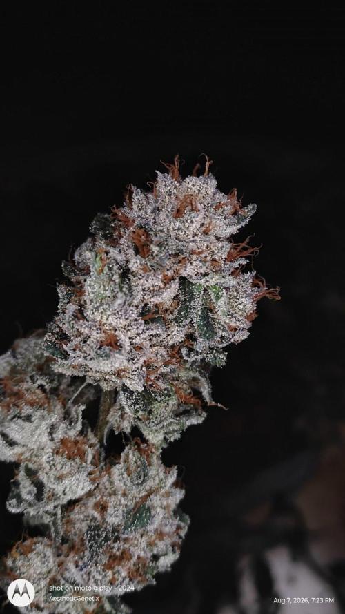 Compound Genetics - Jokerz Candy by AestheticGenetix