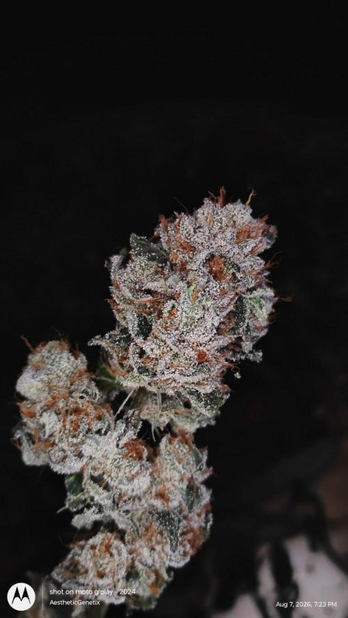 Jokerz Candy. Week 12