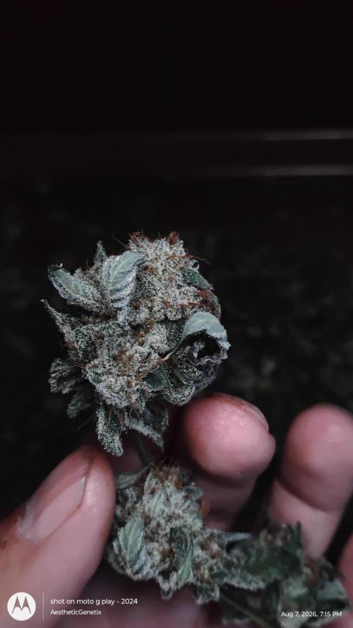 Jokerz Candy. Week 12