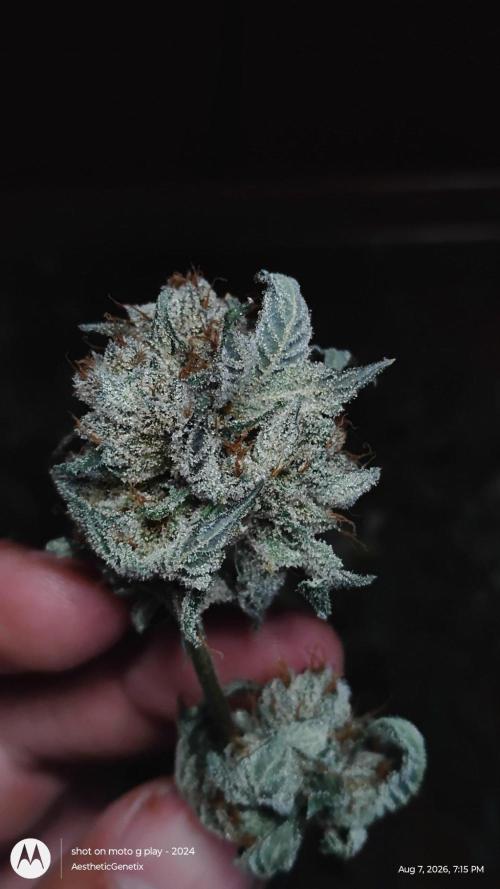 Jokerz Candy. Week 12