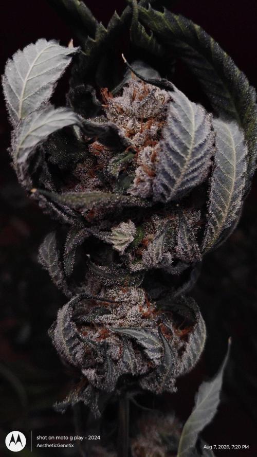 Jokerz Candy. Week 12