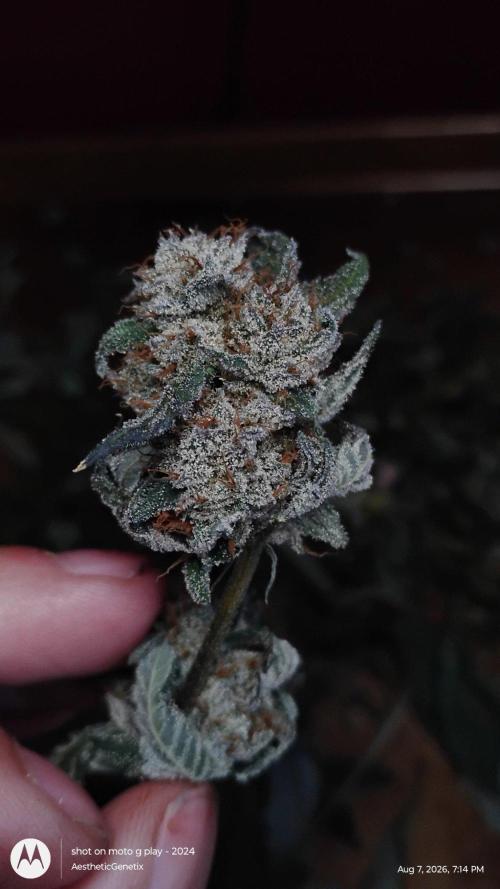 Jokerz Candy. Week 12