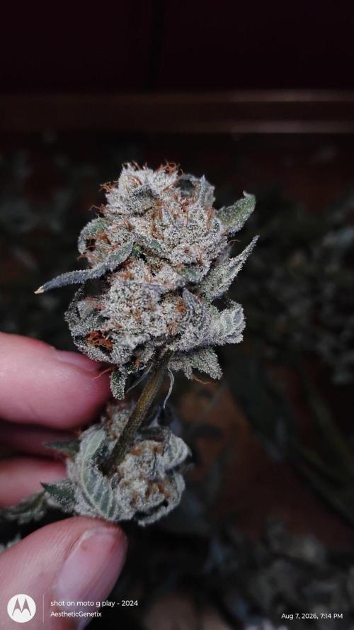 Jokerz Candy. Week 12
