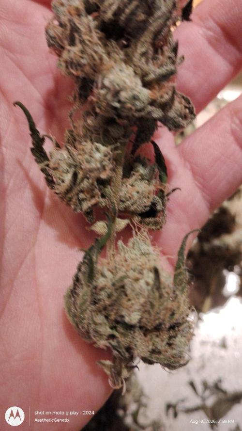 Spritzer Cannarado. Week 13
