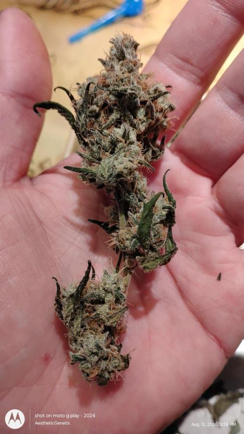 Spritzer Cannarado. Week 13