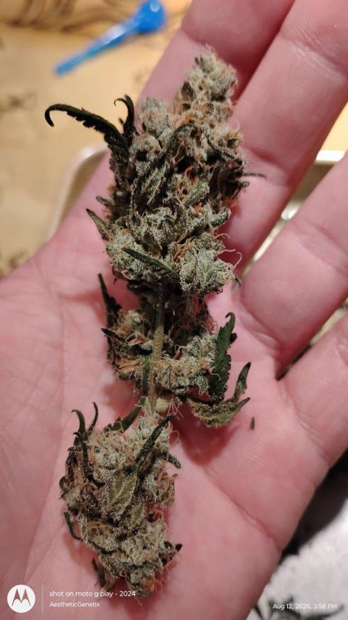 Spritzer Cannarado. Week 13