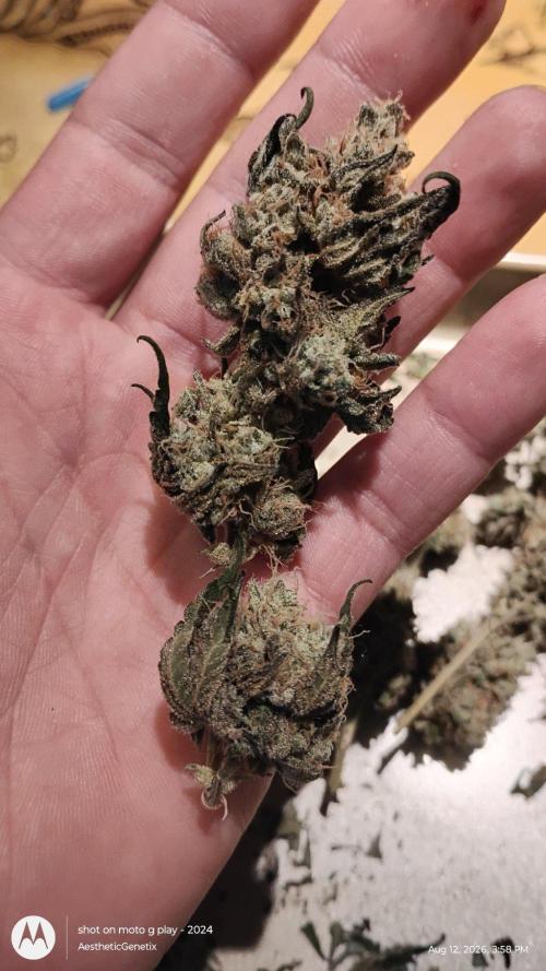 Spritzer Cannarado. Week 13