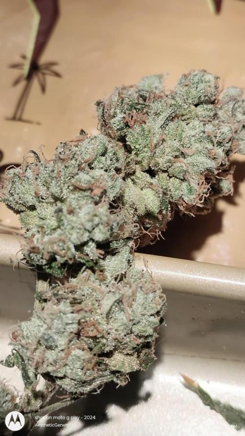 Spritzer Cannarado. Week 13