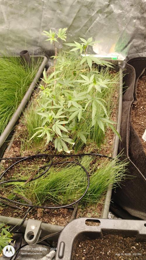 Judasstein - Thydankgenetics. Week 0