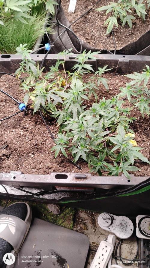 Spritzer Yield Run. Week 0