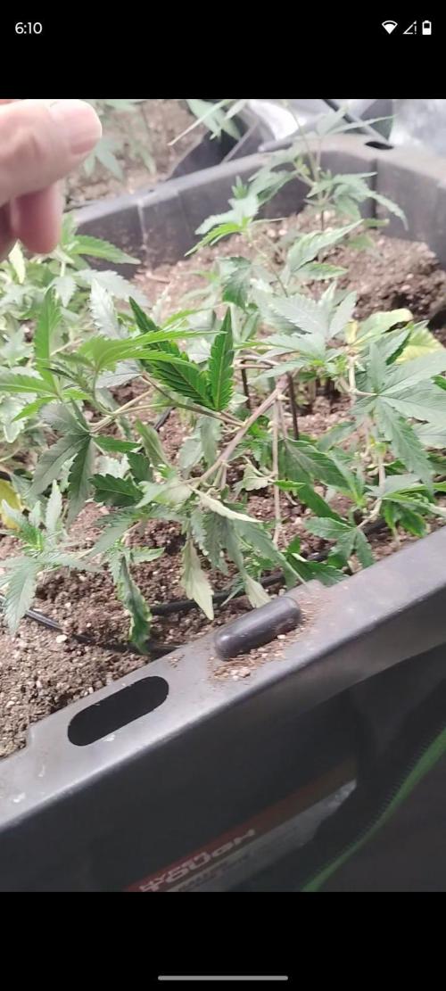 Spritzer Yield Run. Week 0
