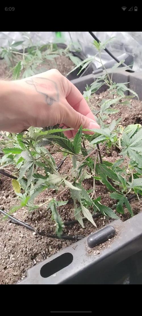 Spritzer Yield Run. Week 0