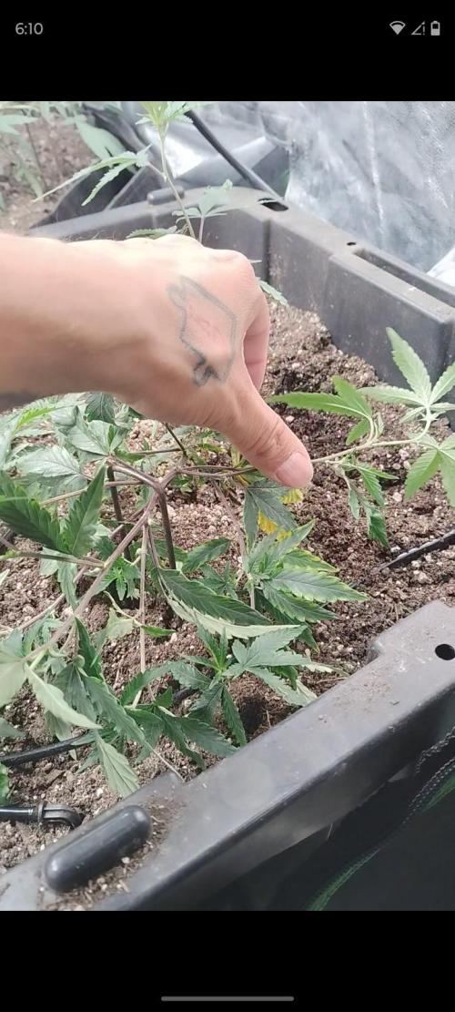 Spritzer. Week 0