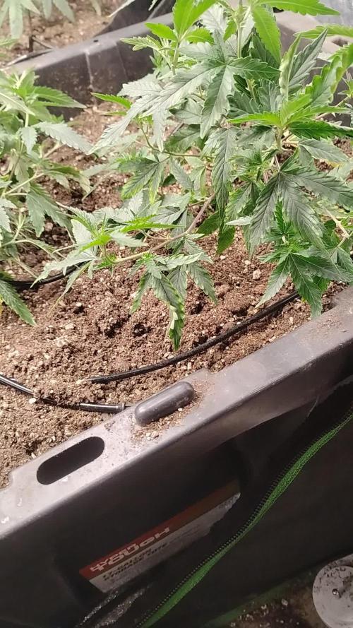 Spritzer Yield Run