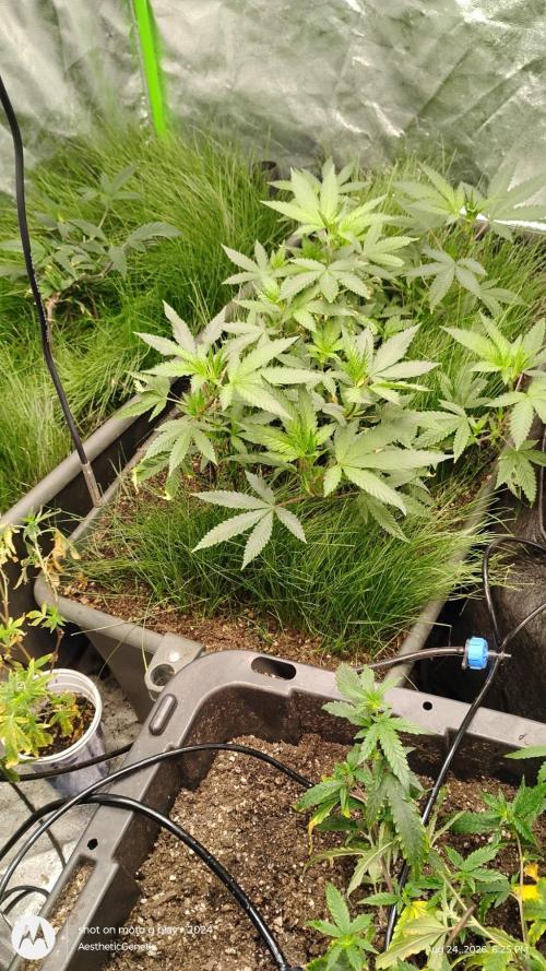 Judasstein - Thydankgenetics. Week 0