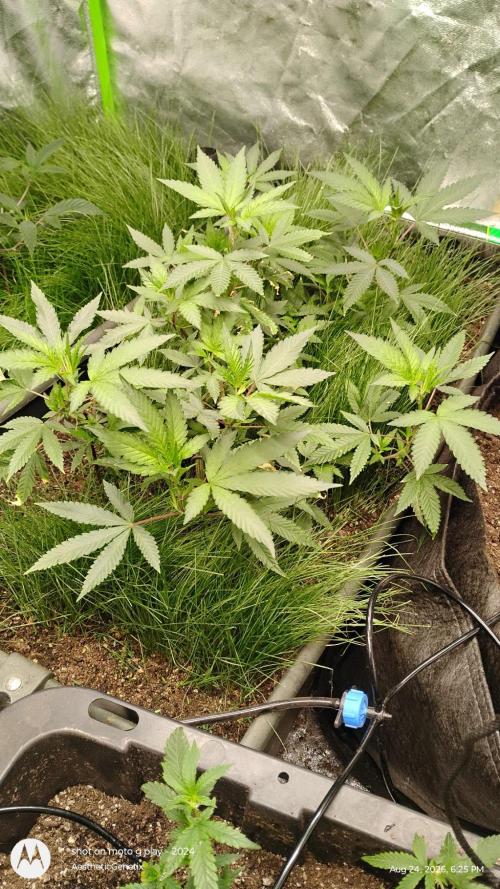 Judasstein - Thydankgenetics. Week 0