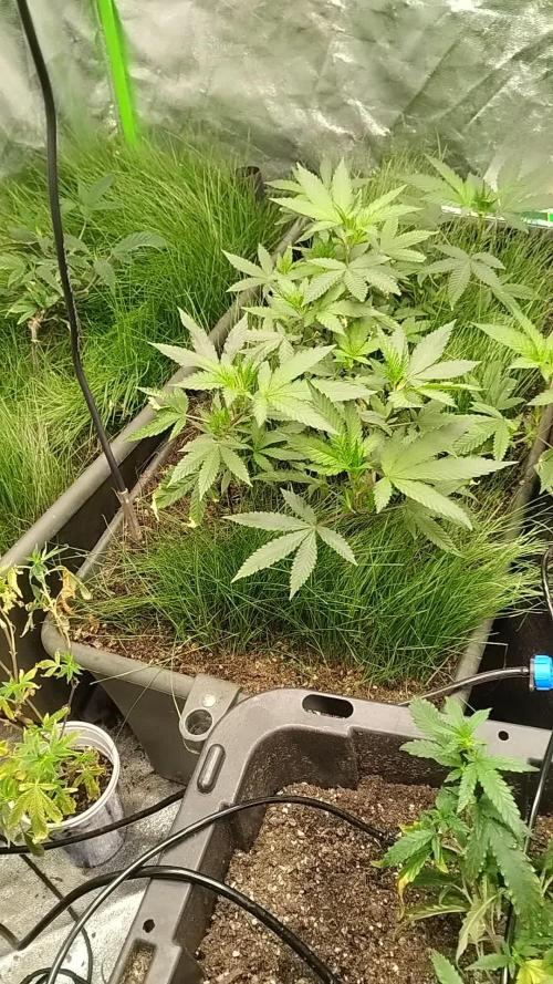Judasstein - Thydankgenetics