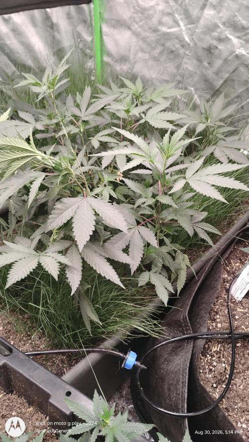 Judasstein - Thydankgenetics. Week 1