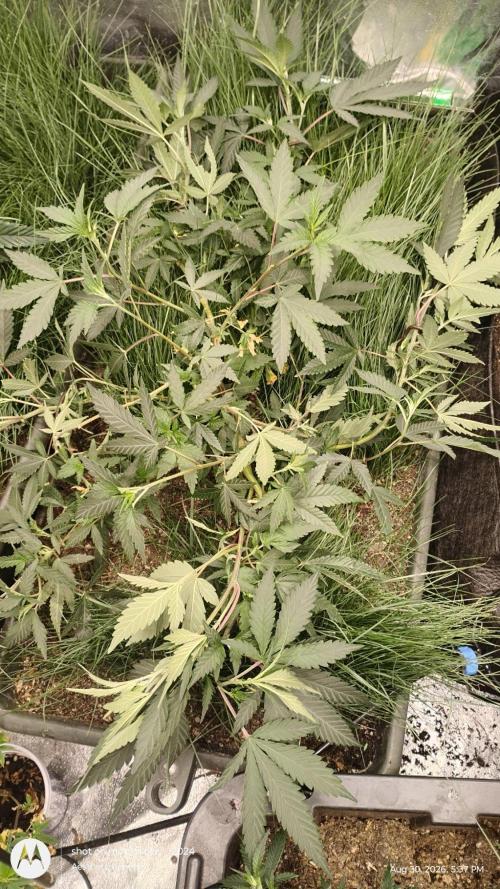 Judasstein - Thydankgenetics. Week 1