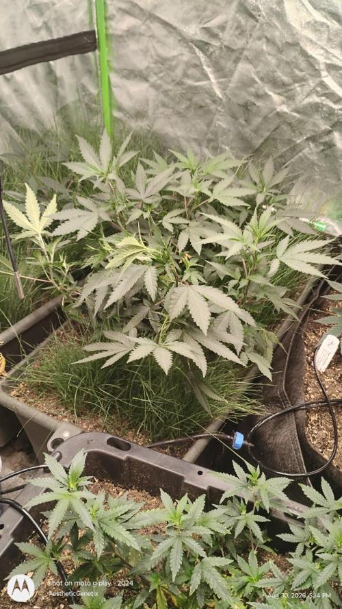 Judasstein - Thydankgenetics. Week 1