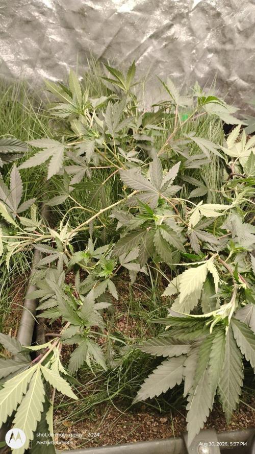Judasstein - Thydankgenetics. Week 1