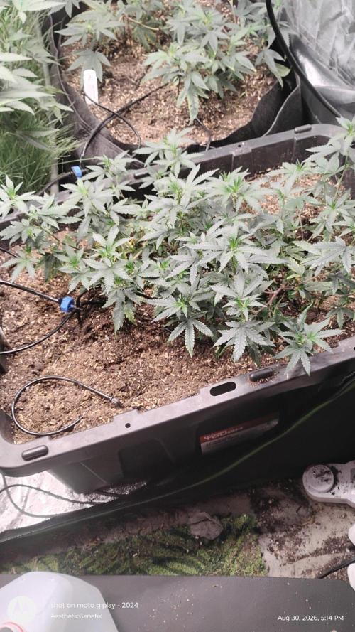 Spritzer Yield Run. Week 1