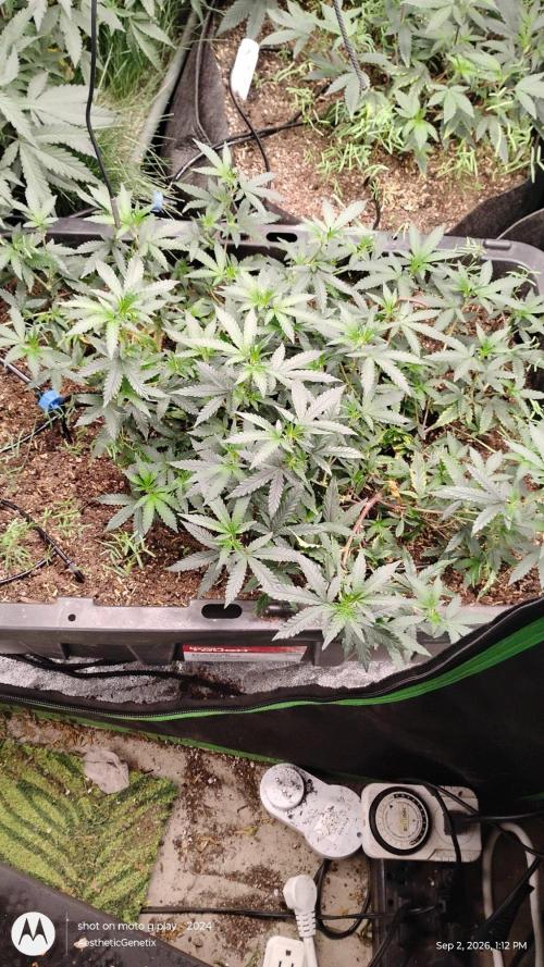 Spritzer Yield Run. Week 1