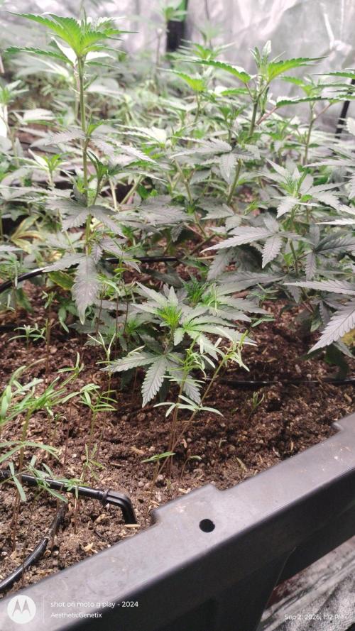 Spritzer Yield Run. Week 1