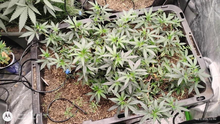 Spritzer Yield Run. Week 1