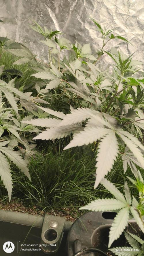 Judasstein - Thydankgenetics. Week 2