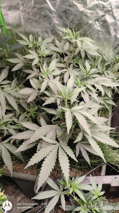 Judasstein - Thydankgenetics. Week 2