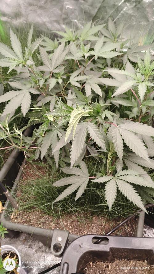 Judasstein - Thydankgenetics. Week 2