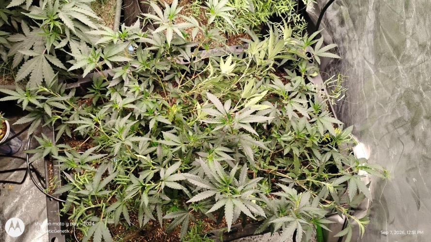 Spritzer Yield Run. Week 2