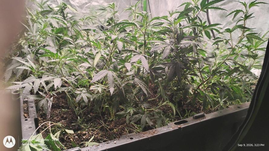 Spritzer Yield Run. Week 2