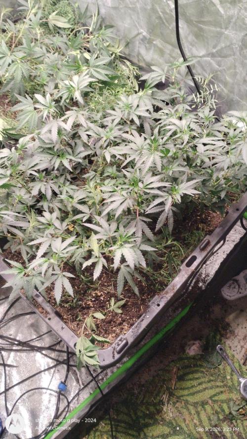 Spritzer Yield Run. Week 2