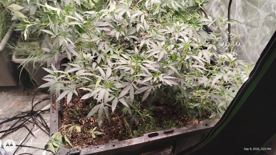 Spritzer Yield Run. Week 2