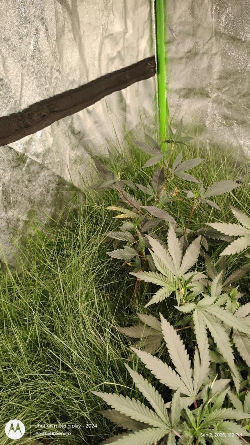 Jokerz Candy- Earthbox. Week 1