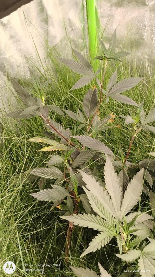 Jokerz Candy- Earthbox. Week 1