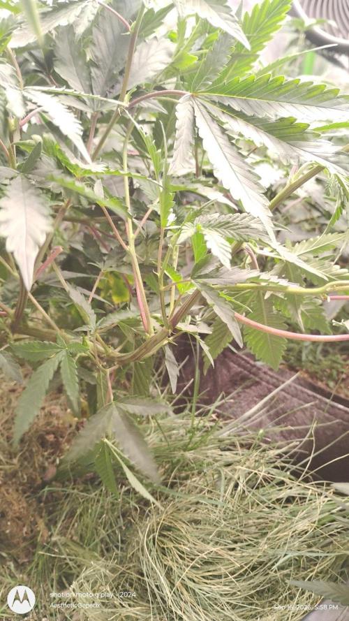 Judasstein - Thydankgenetics. Week 3