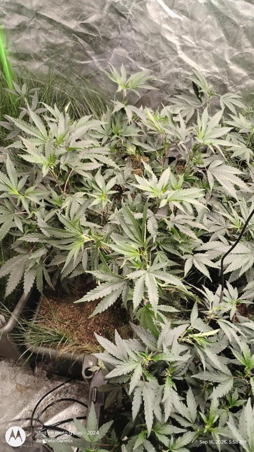Judasstein - Thydankgenetics. Week 3