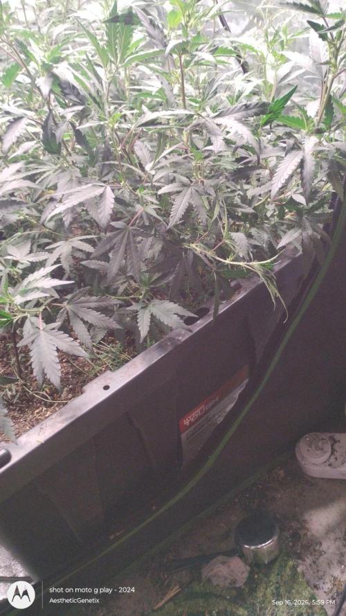 Spritzer Yield Run. Week 3