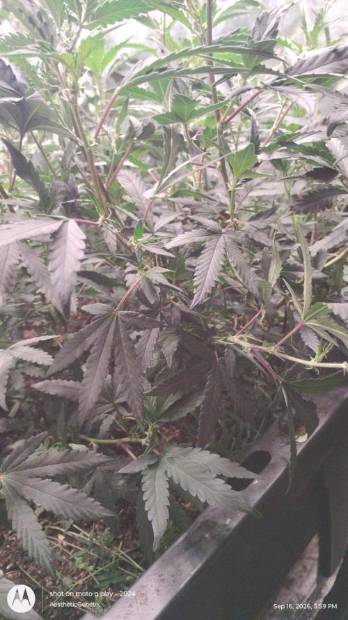 Spritzer Yield Run. Week 3