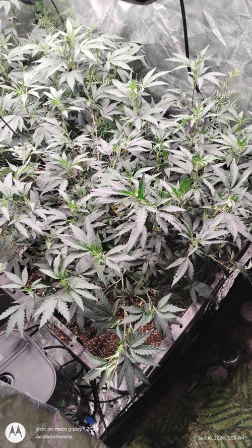 Spritzer Yield Run. Week 3
