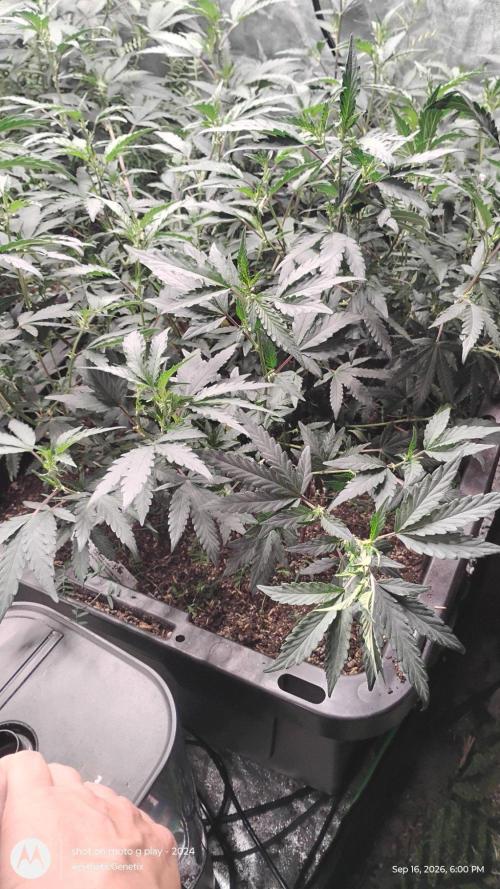 Spritzer Yield Run. Week 3